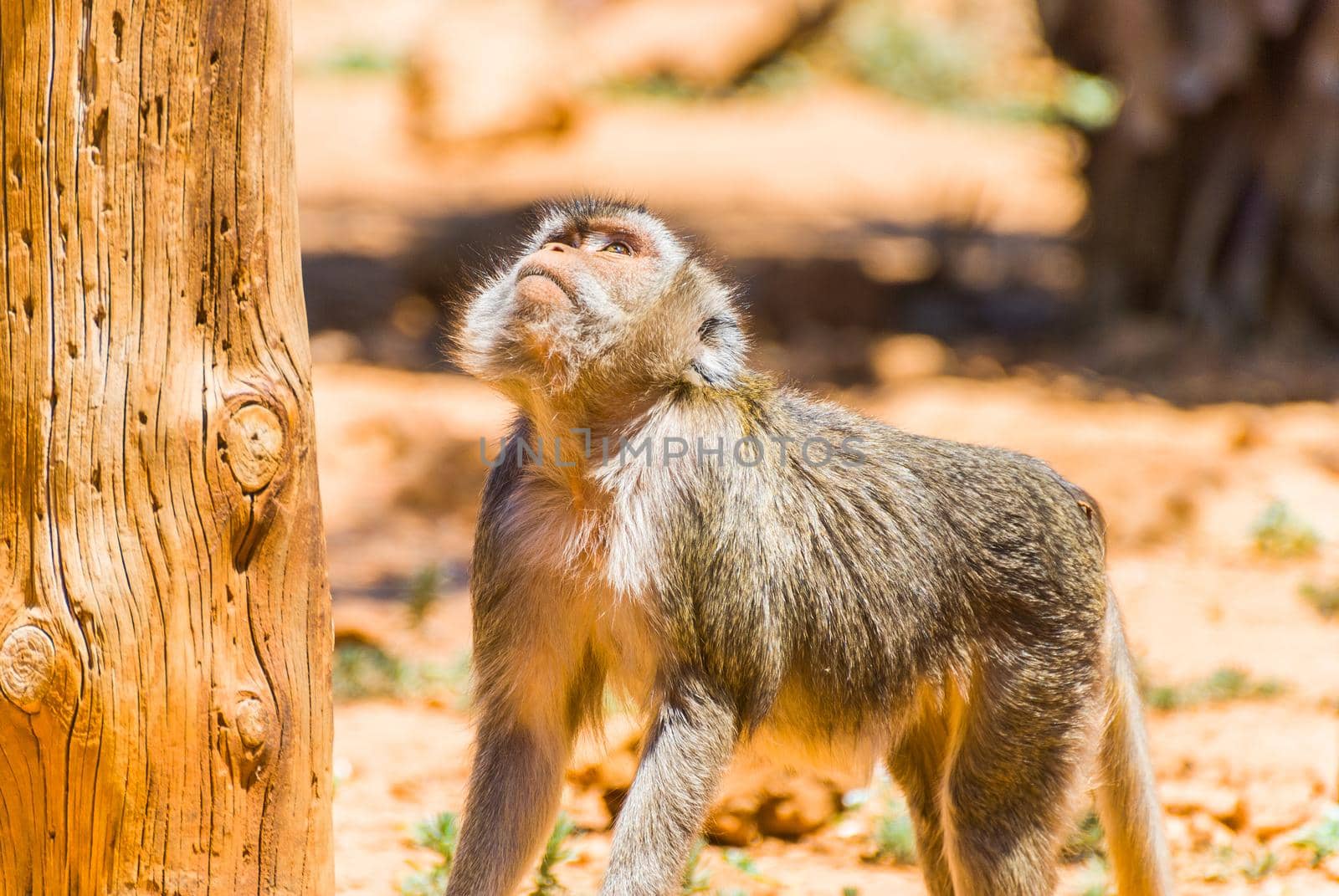 Little Monkey, Sa Coma, Mallorca by bildgigant