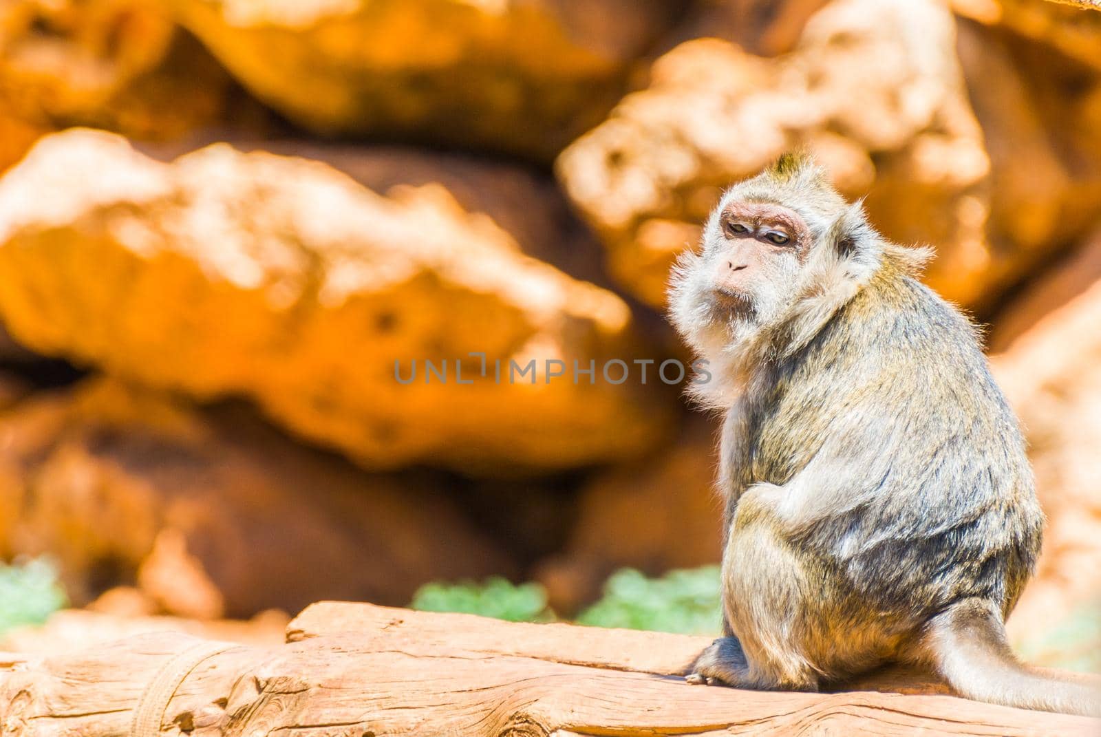 Little Monkey, Sa Coma, Mallorca by bildgigant