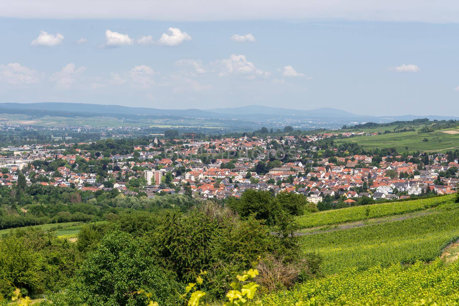 Ingelheim, Rhein, Germany during summertime