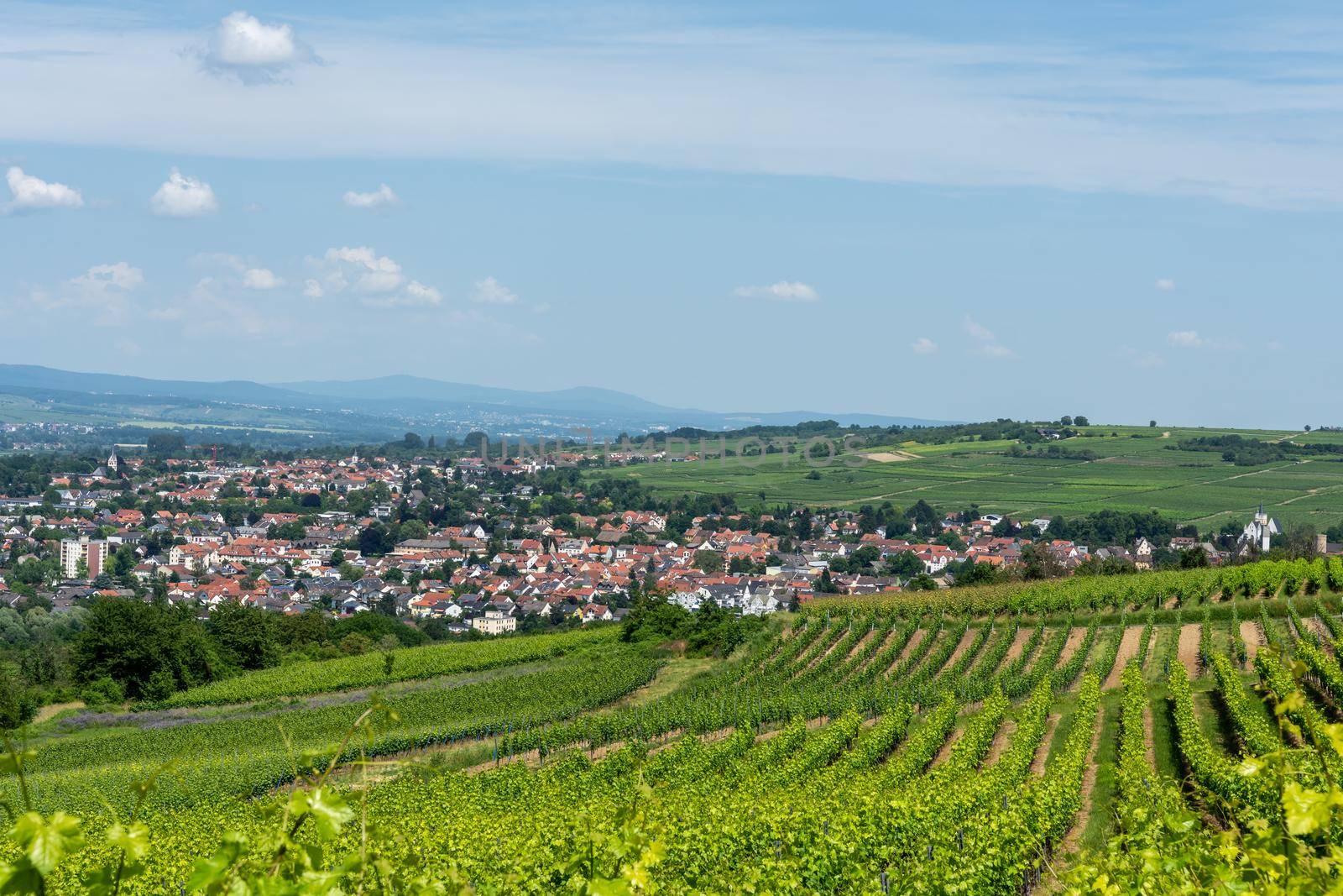 Ingelheim, Rhein, Germany during summertime