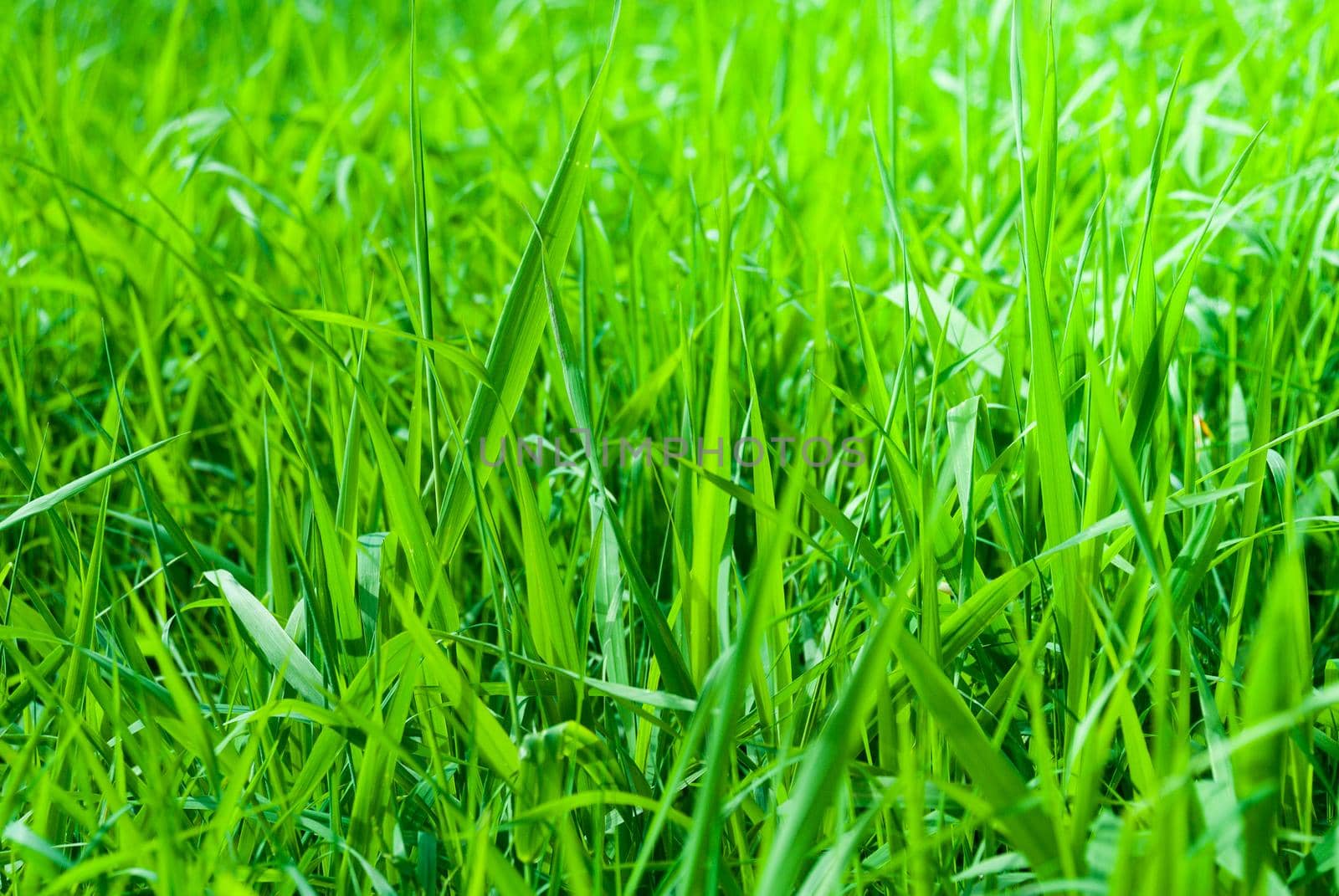 Green fresh Meadow Background by bildgigant