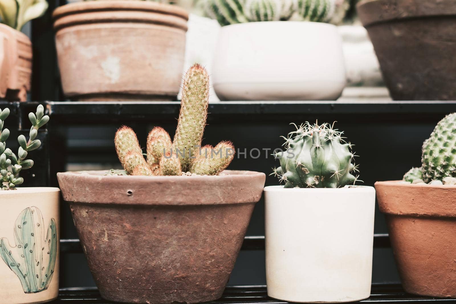 Botanic greenhouse garden, shop. Cultivation Ornamental real cactus in pot row beauty. Green grow cacti prickly flower blossom bloom. Summer floral design home decor. Collection various house plant.
