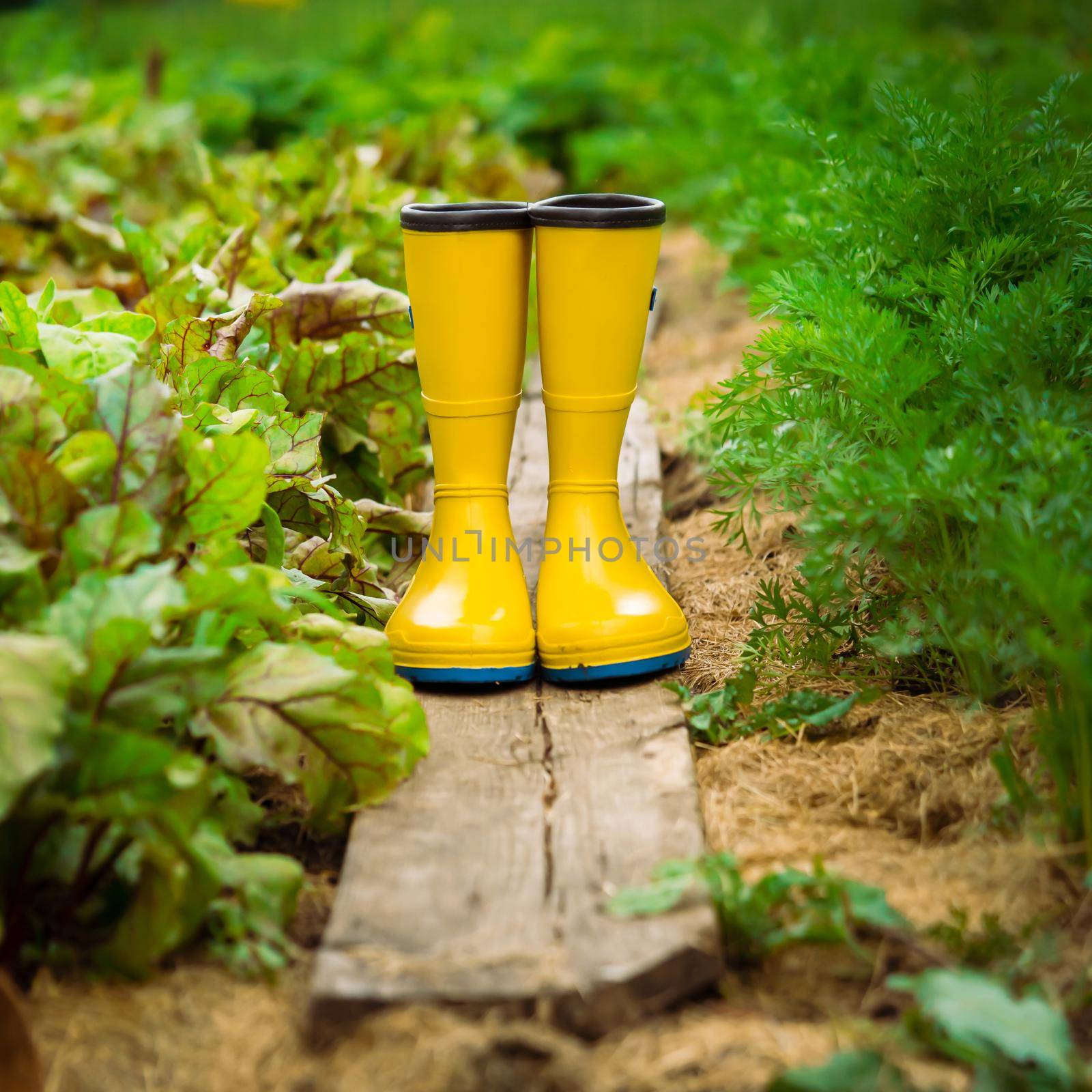 A closeup of yellow rubber boots in a green beautiful garden. by africapink