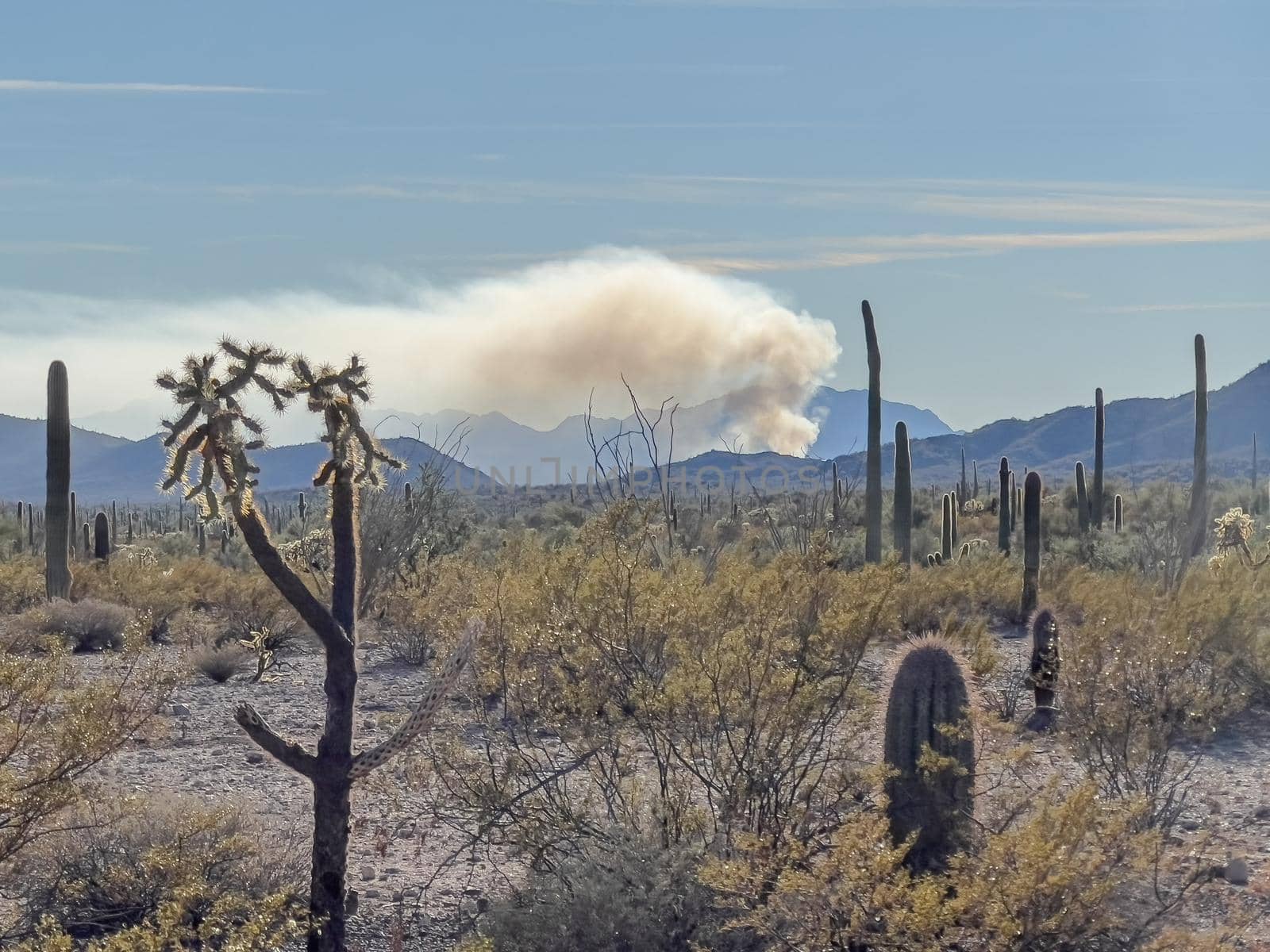 Brush fire in the Arizona desert by lisaldw