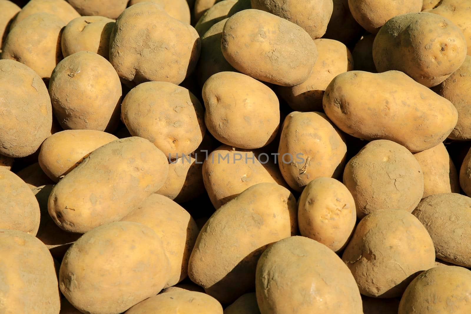 Potatoes for sale an an ecological market stall in Spain