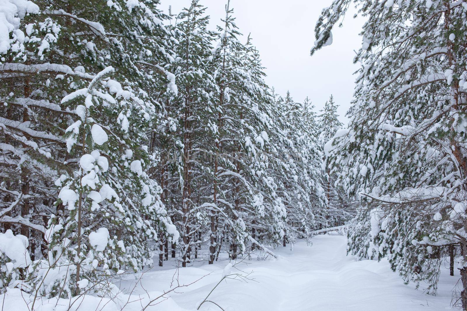 Beautiful white landscape of winter snowy forest with pines and trees on a cloudy day.