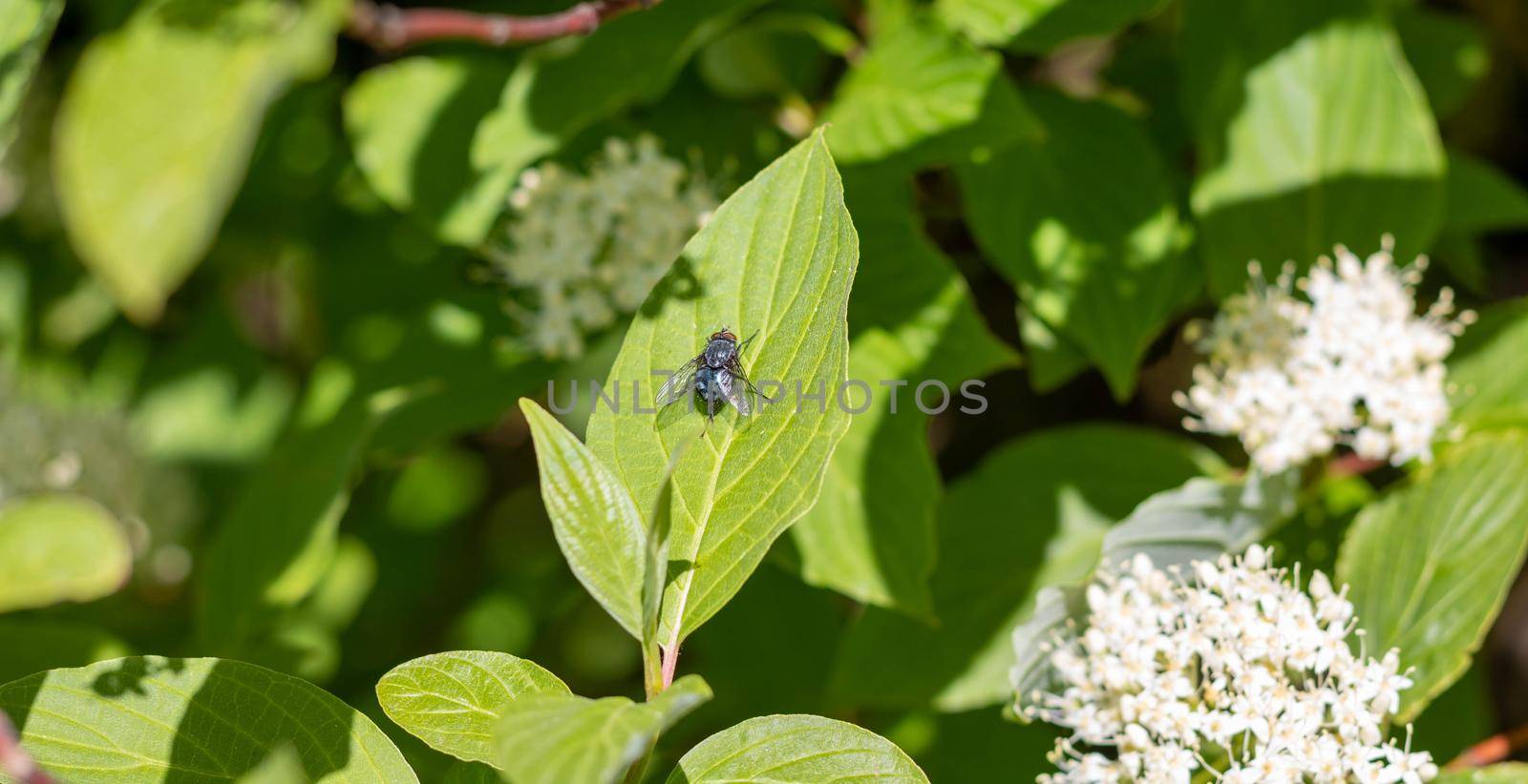 An ordinary blue fly sits on a green leaf close-up.
