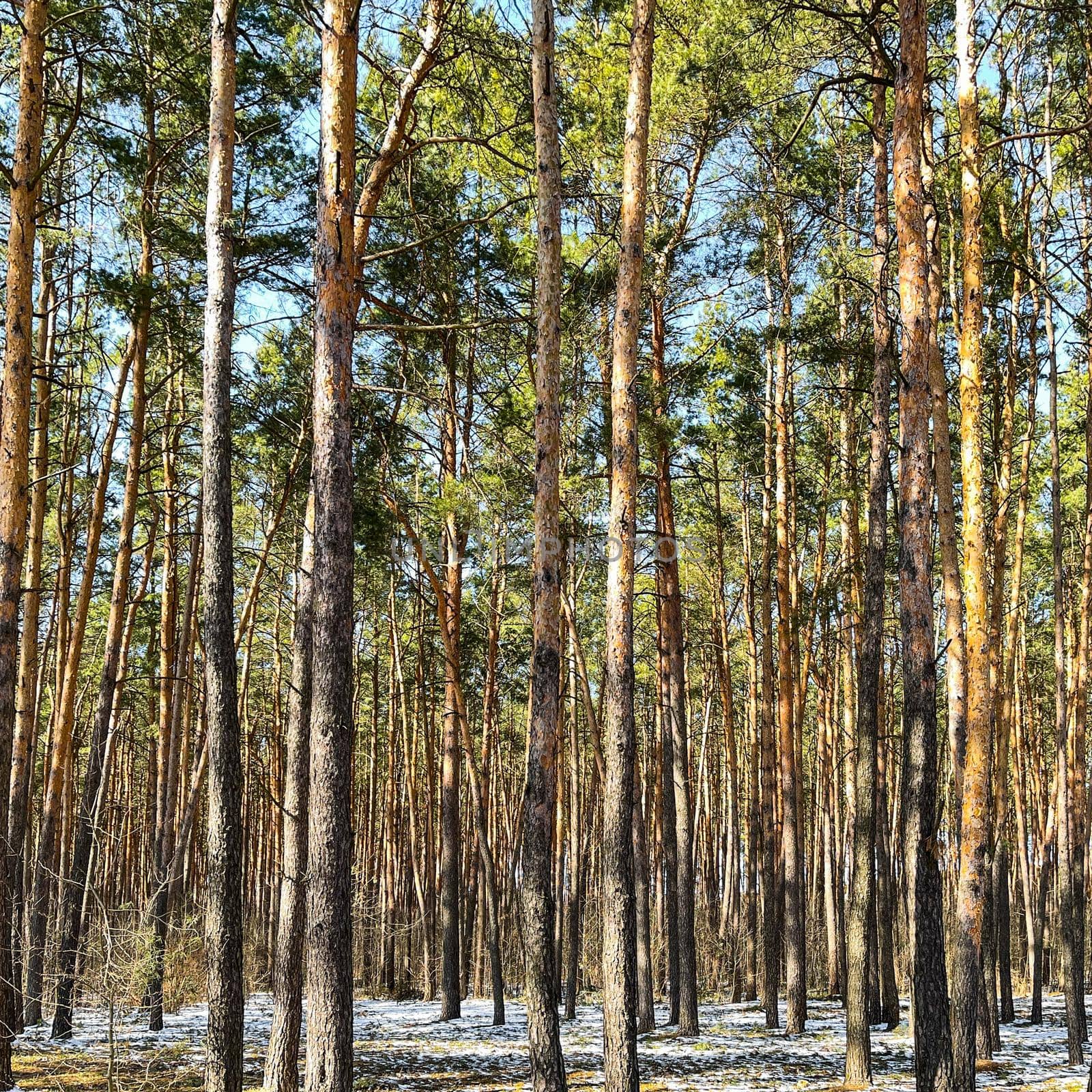 Spring in pine forest. Tall pine trunks and unmelted snow by Olayola