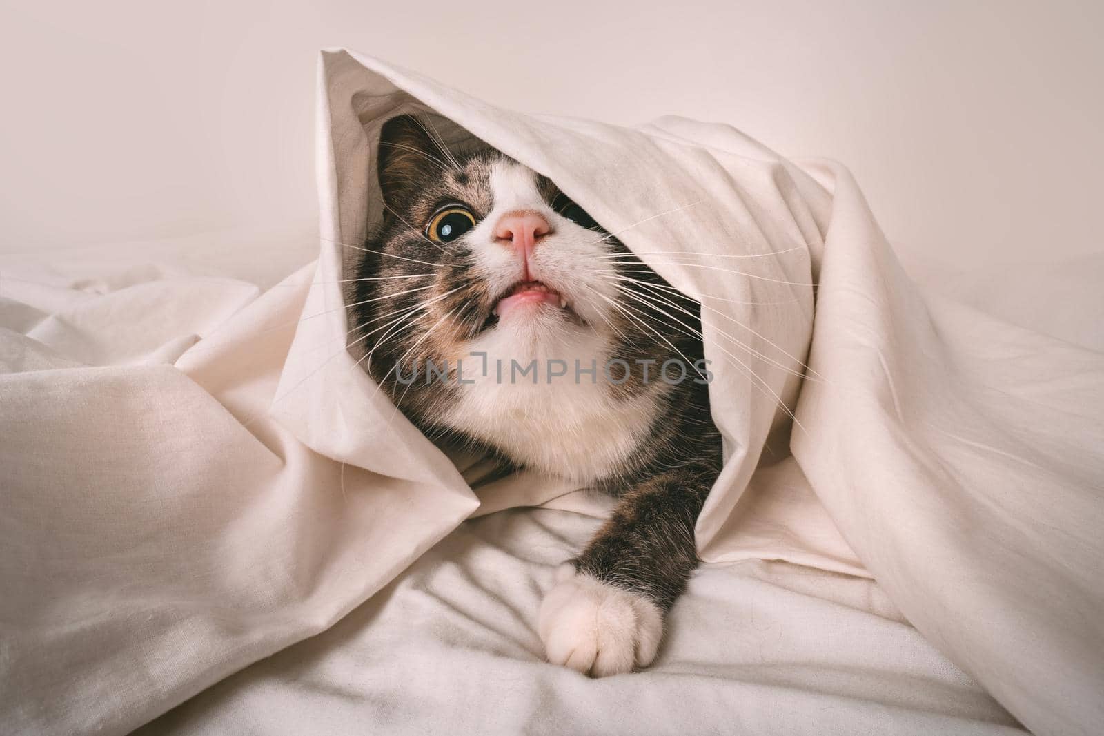 Funny playful cat under white sheet in bed by DariaKulkova