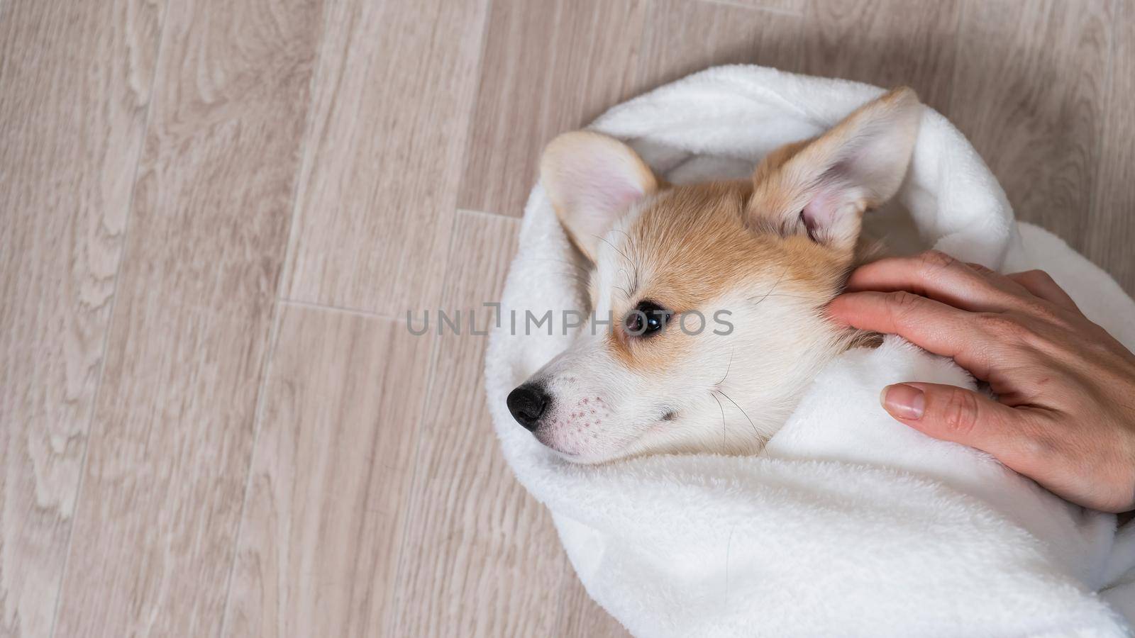 Woman wrapped a red corgi puppy in a blanket