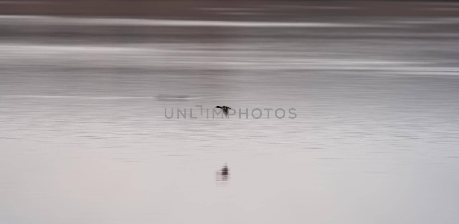 Isolated blurred duck flying over the calm lake with text space