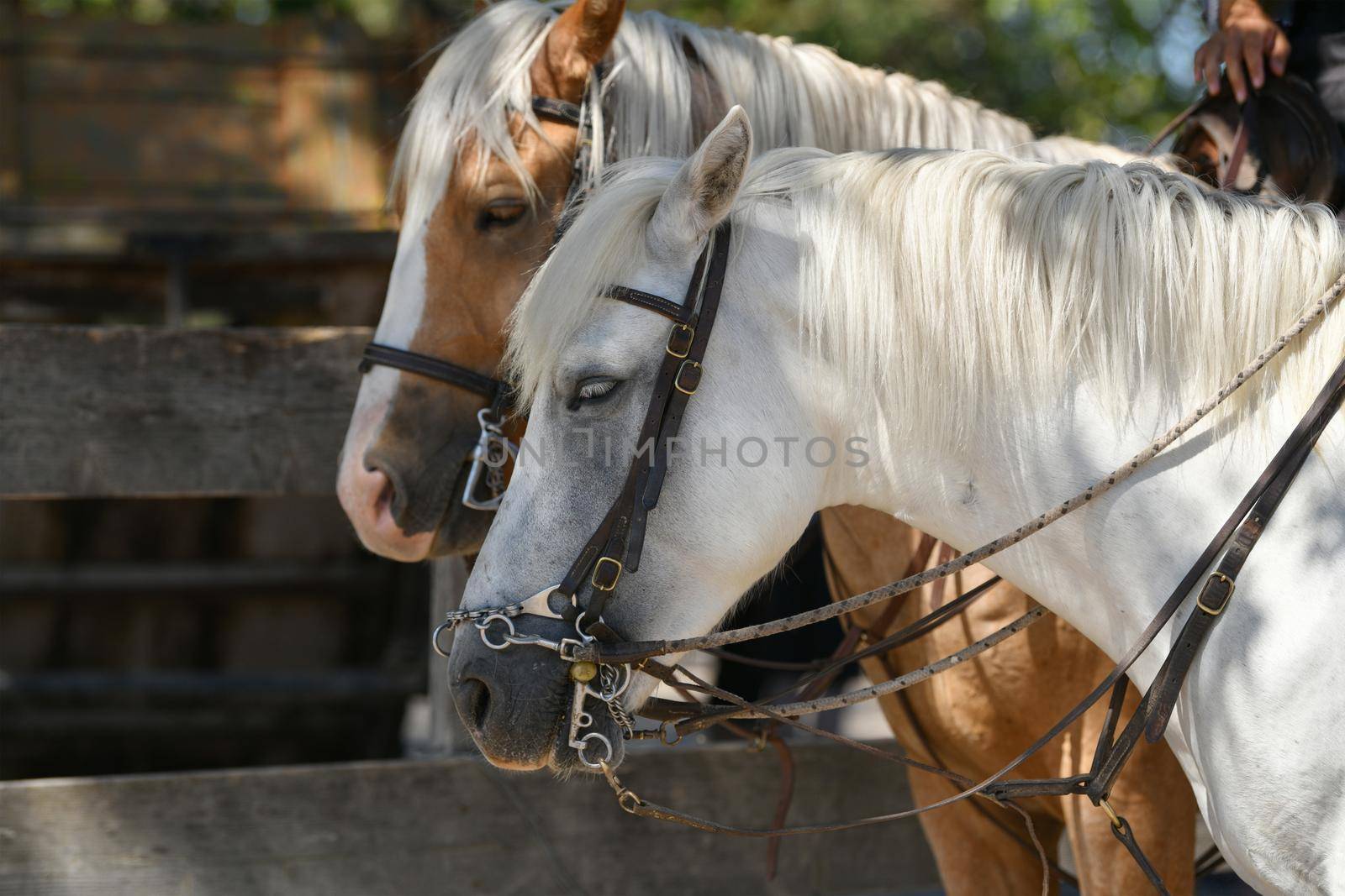 A white and brown horses in a leather strap in a farm