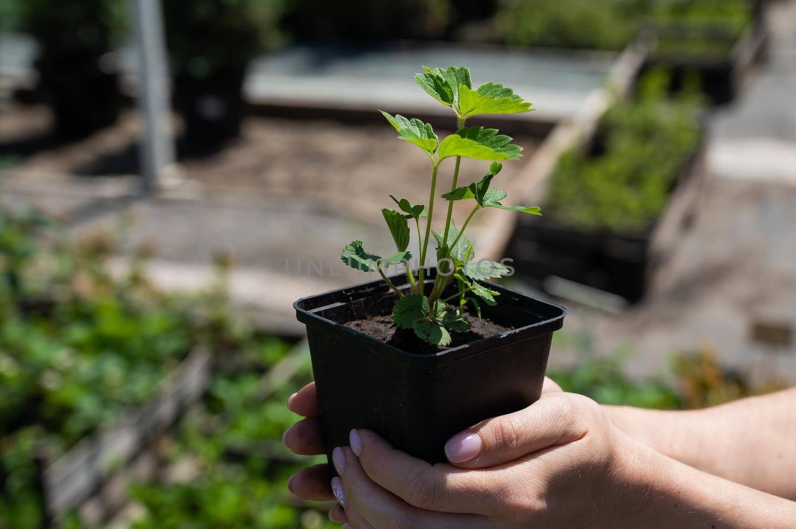 The woman is engaged in farming and holds a pot of strawberries. Close-up of female hands of a gardener.