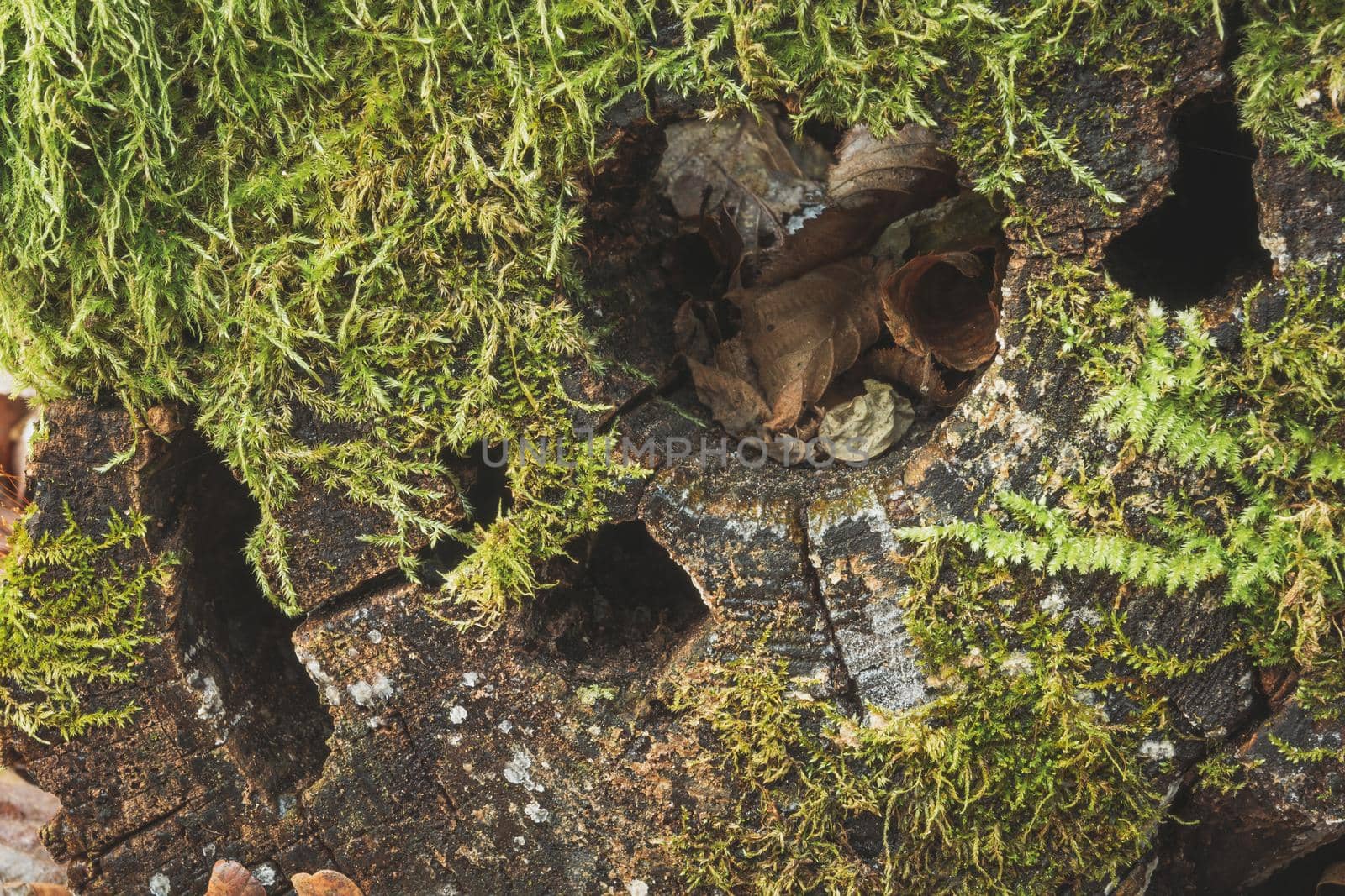 A holes in the tree trunk and green moss, close up