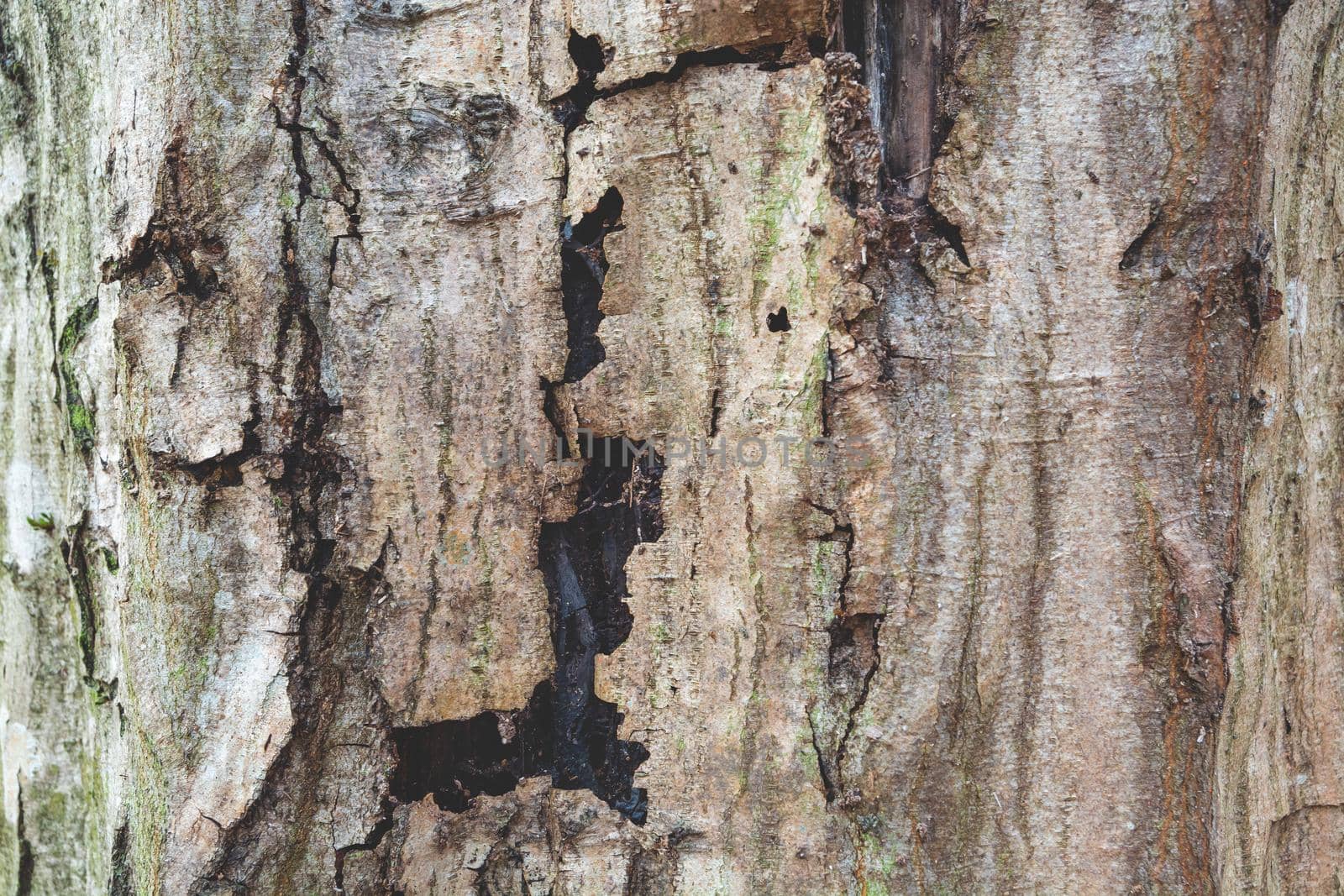 Old cracked bark of a tree trunk by darekb22