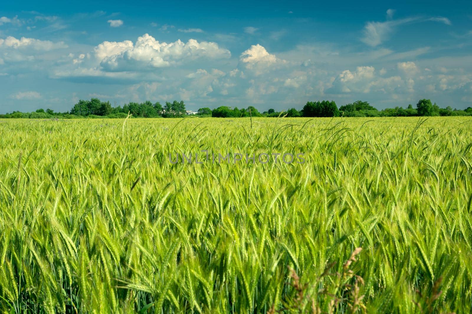 Green grain field and clouds on the sky, spring day