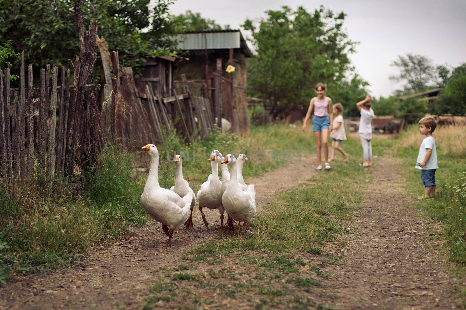 Children graze white goslings on the farm by Godi