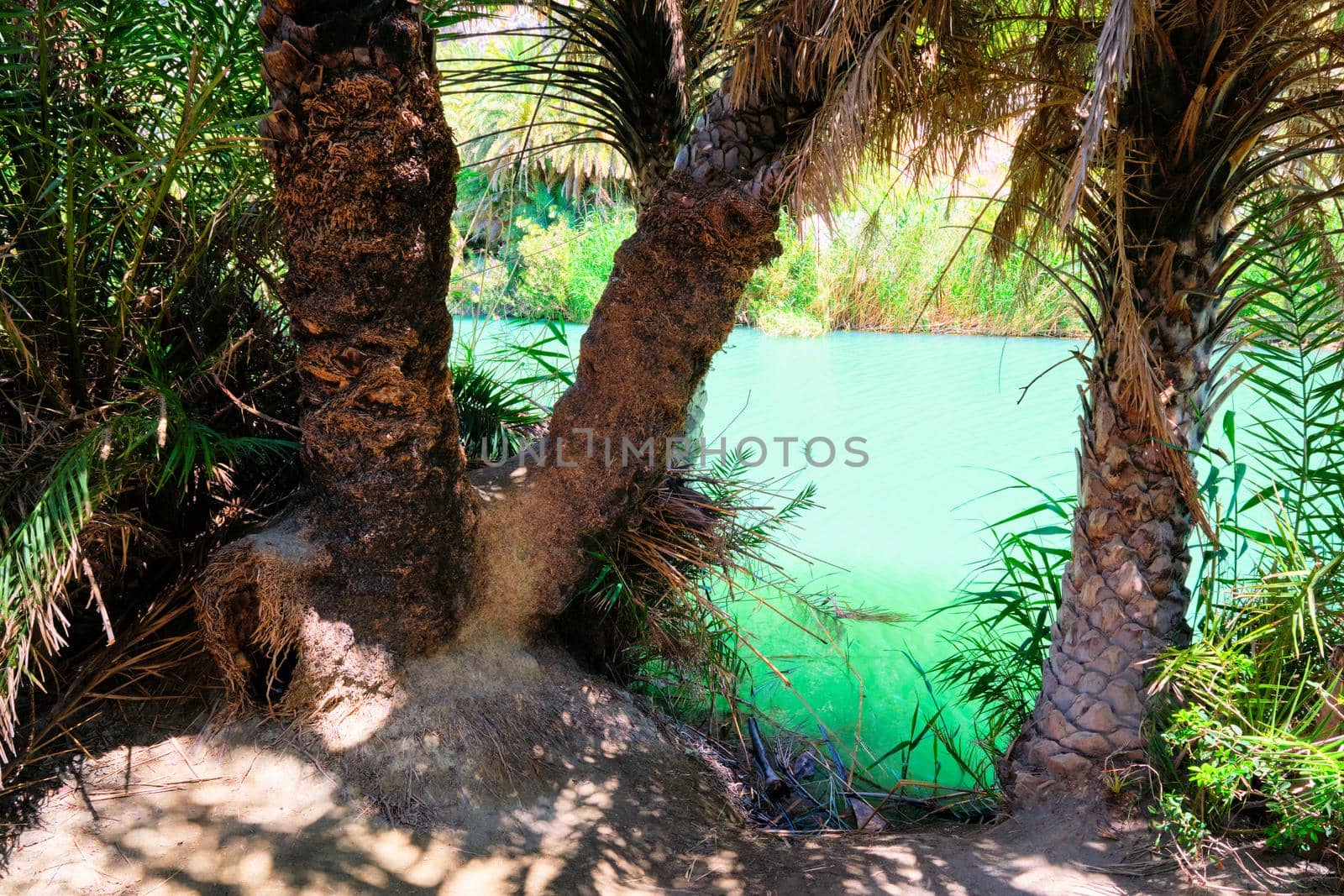 Palm forest. Crete island, Greece by dimol