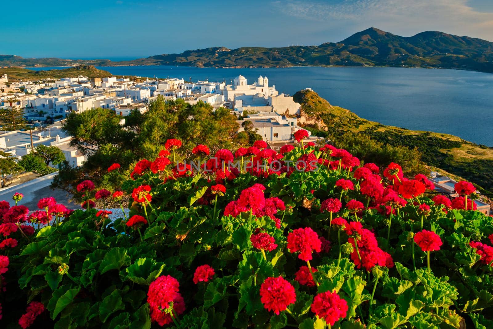 Red geranium flowers with Greek village Plaka on Milos island in Greece by dimol