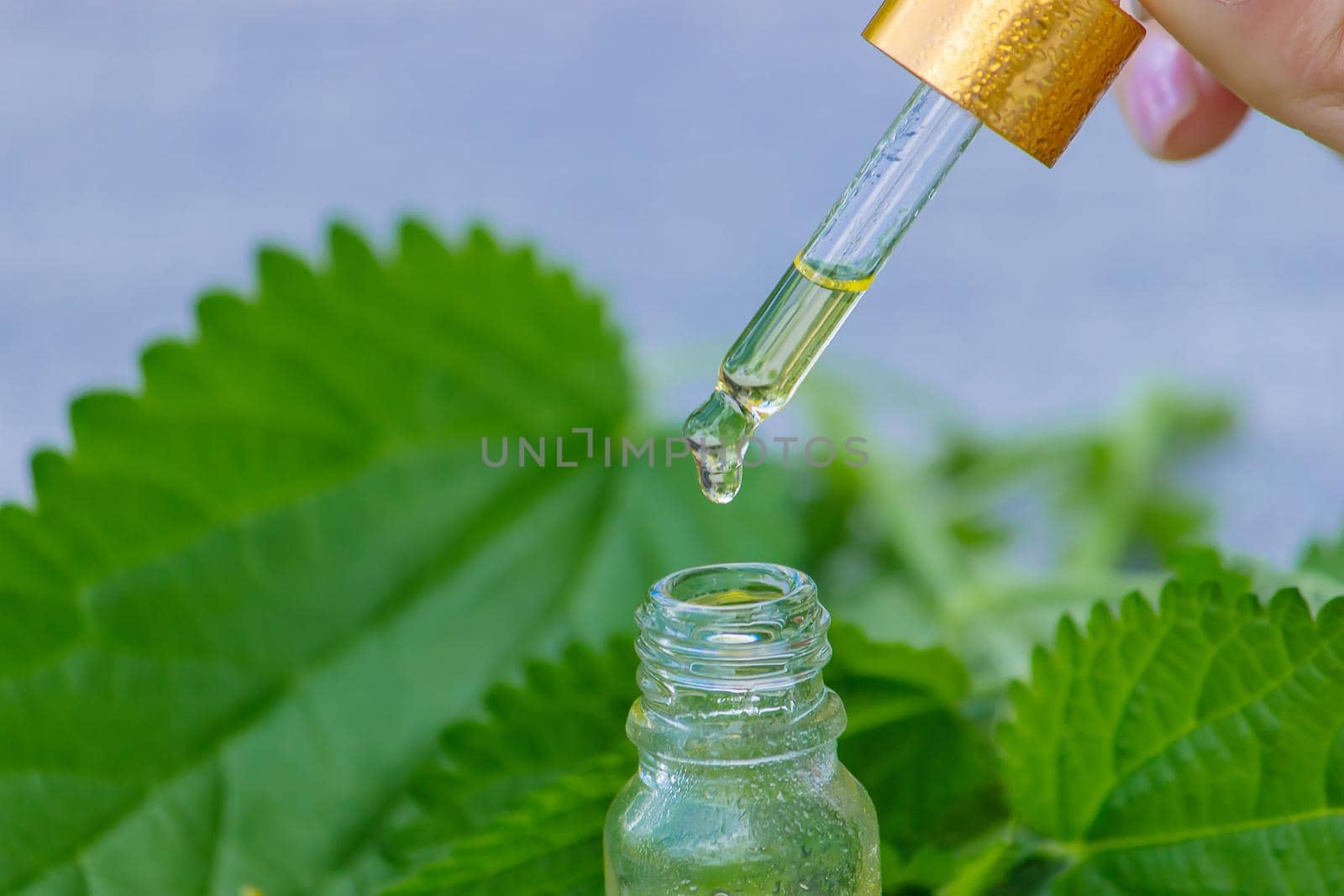tincture of nettle in a bottle and fresh leaves isolated with shadows on a light background, medicinal herb for overweight, diabetes and renal weakness, selected focus, shallow depth of field