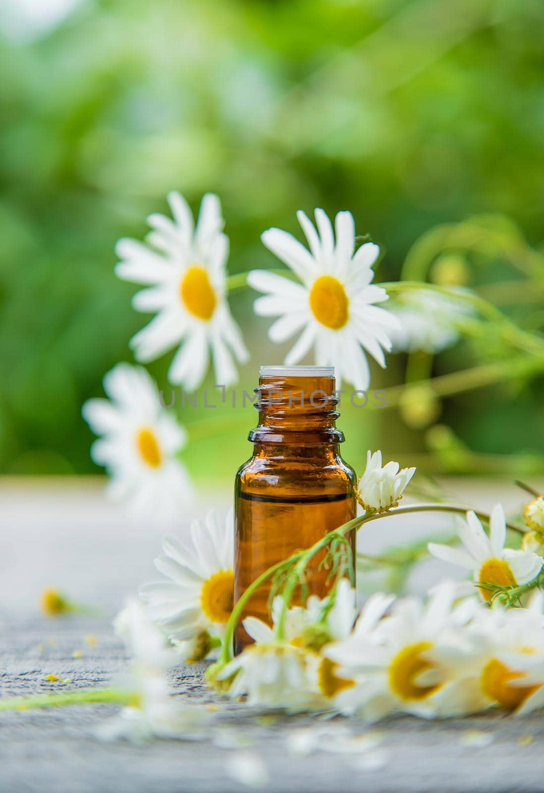 Essential oil extract of medicinal chamomile. Selective focus. Nature.