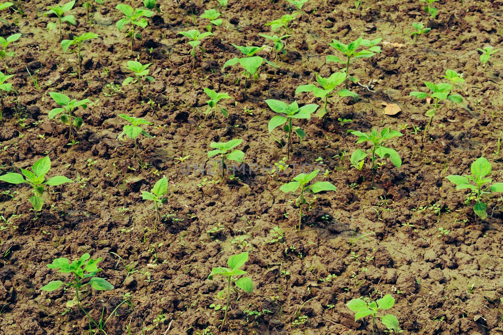 Sprouting green plants growing on agriculture field. Full frame. Nature background.