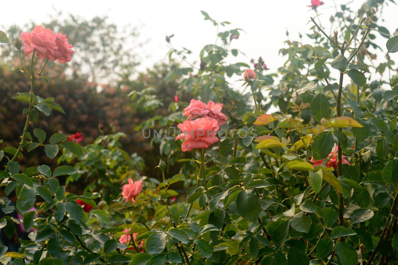 A Rose with Many Rose flower in bloom in a rose flowered garden by sudiptabhowmick