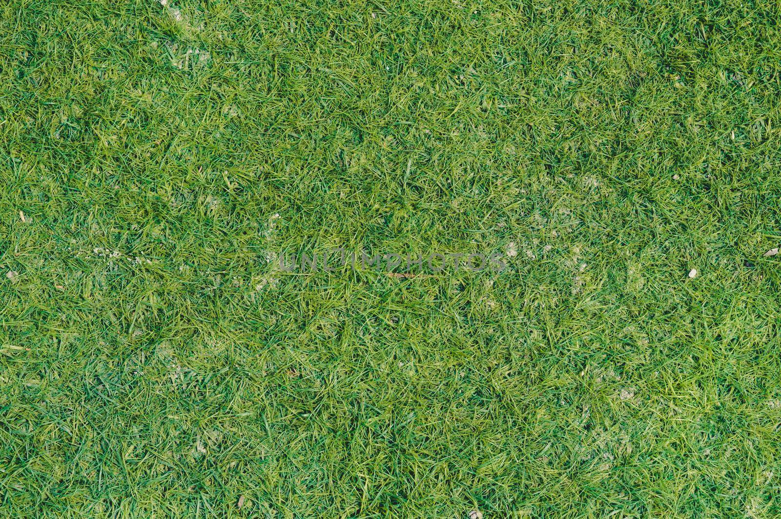Green grass background. Full frame. Stock photo