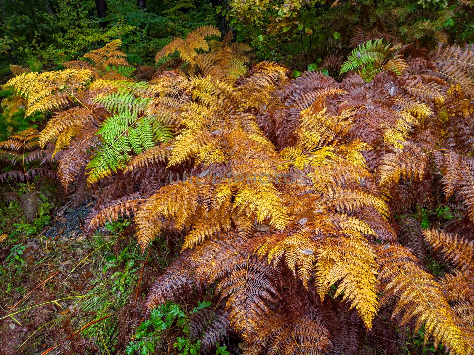 autumn forest with colorful fern leaves. Nature background by EdVal