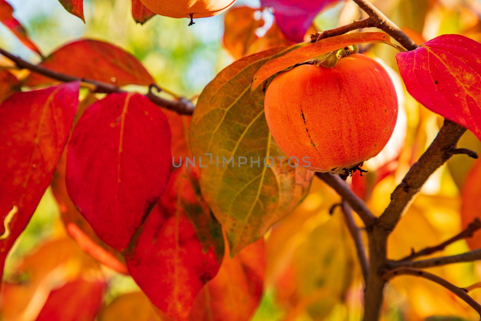 Vivid autumn colors of a paradise apple tree. Close view
