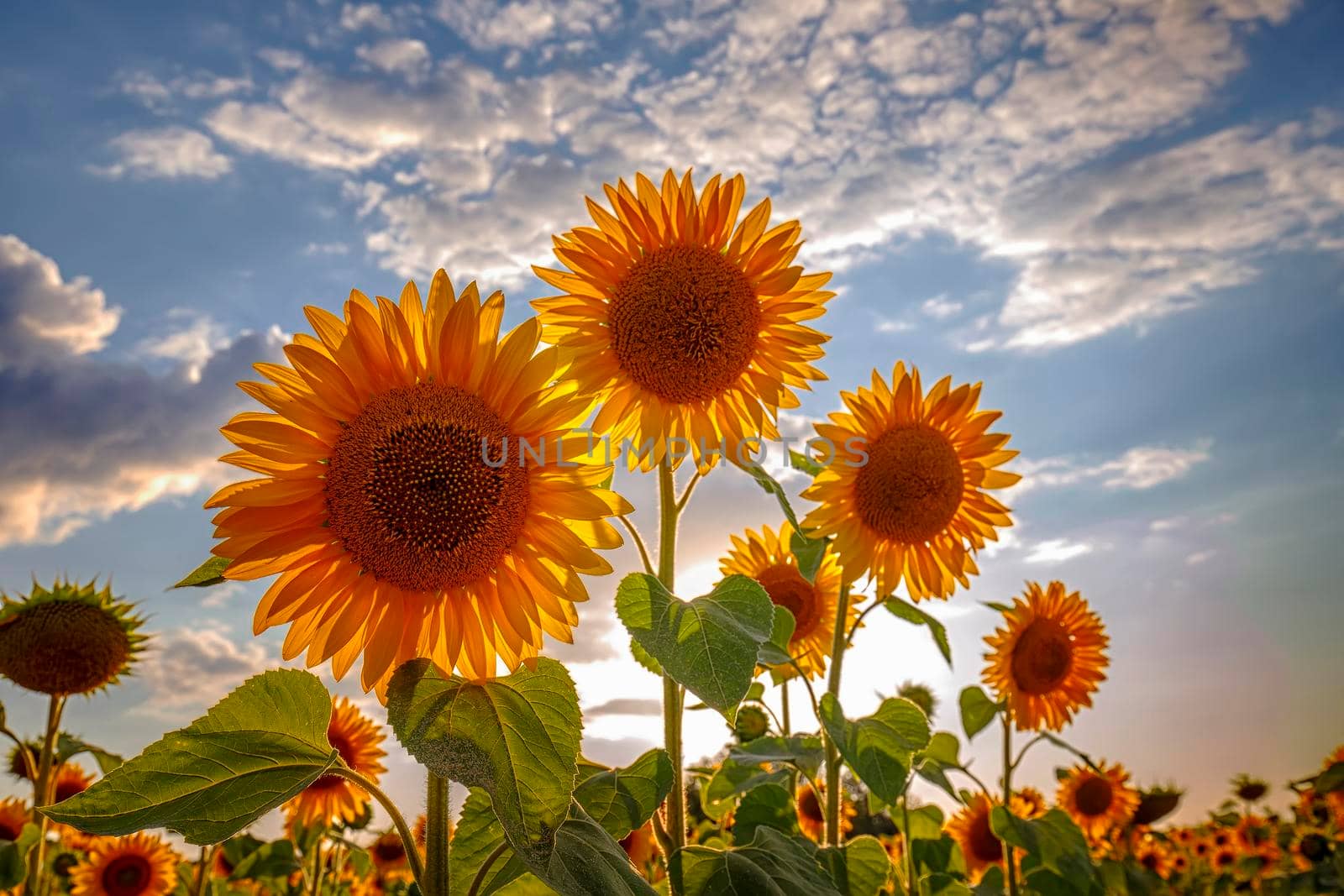 Sunflower flowers against the blue sky. Back light by EdVal