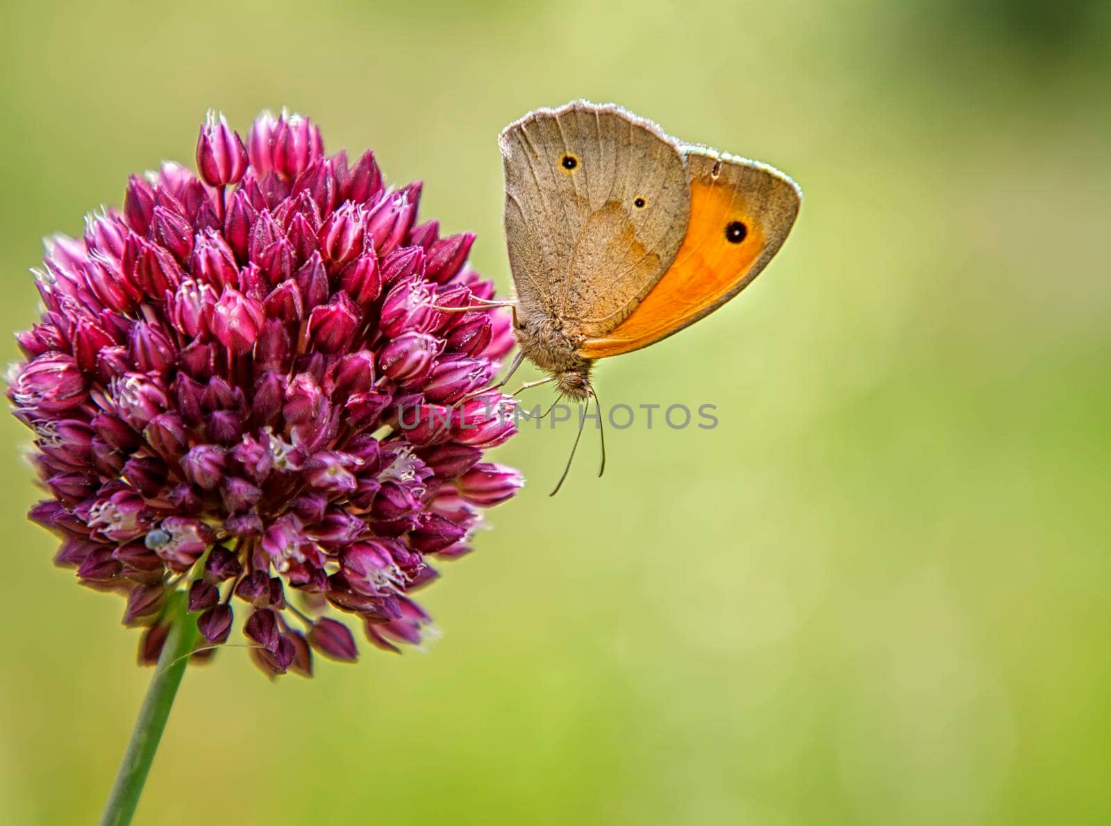 Colorful butterfly on a purple flower. Blurred background by EdVal