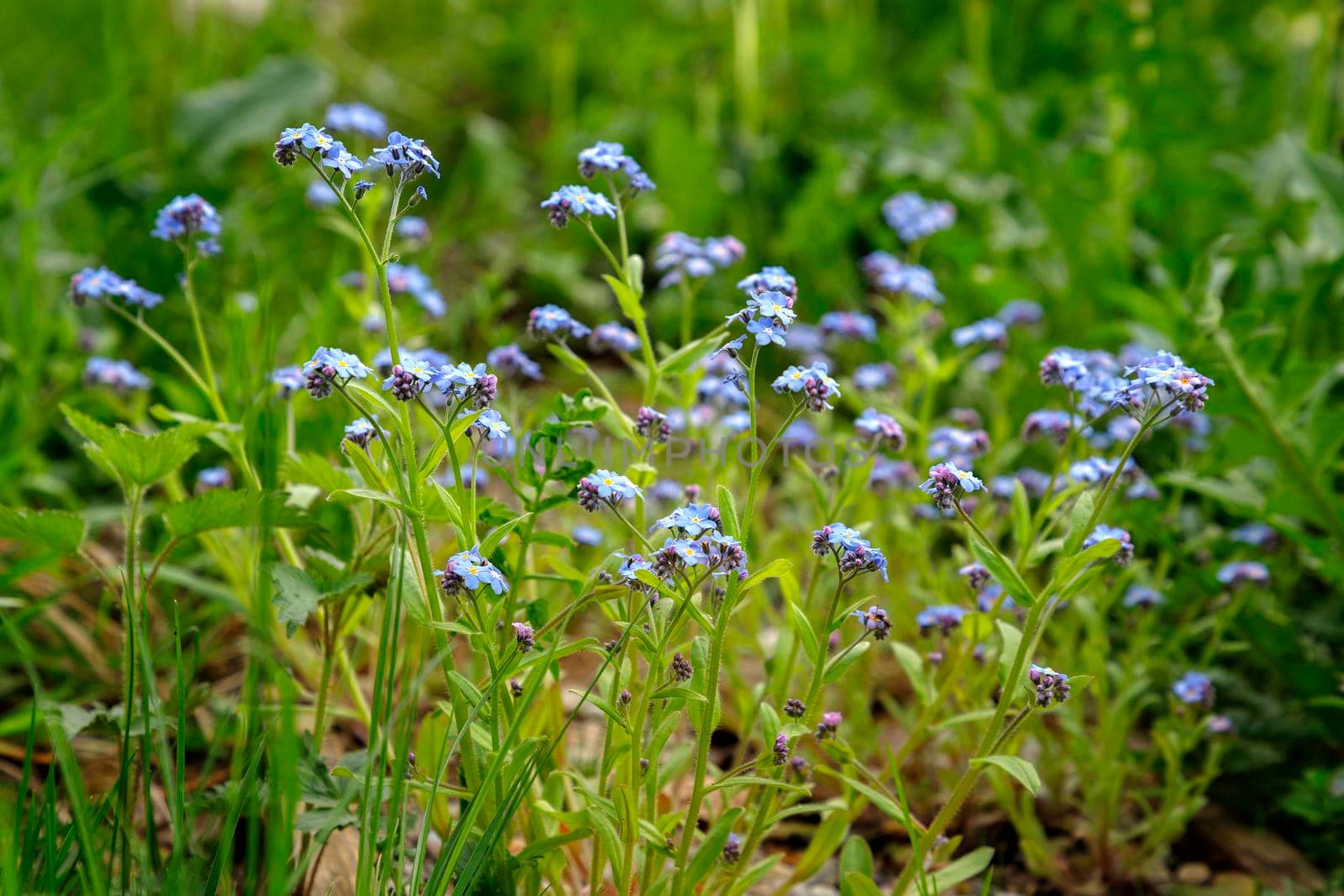 Beautiful blue flowers in the garden. Nature background by EdVal