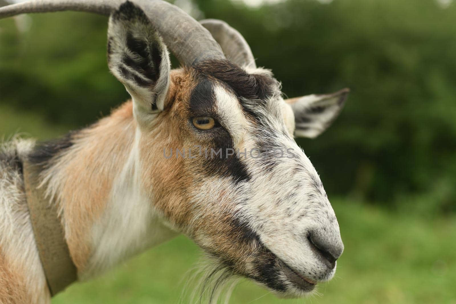 Portrait of a brown goat on a farm with a collar