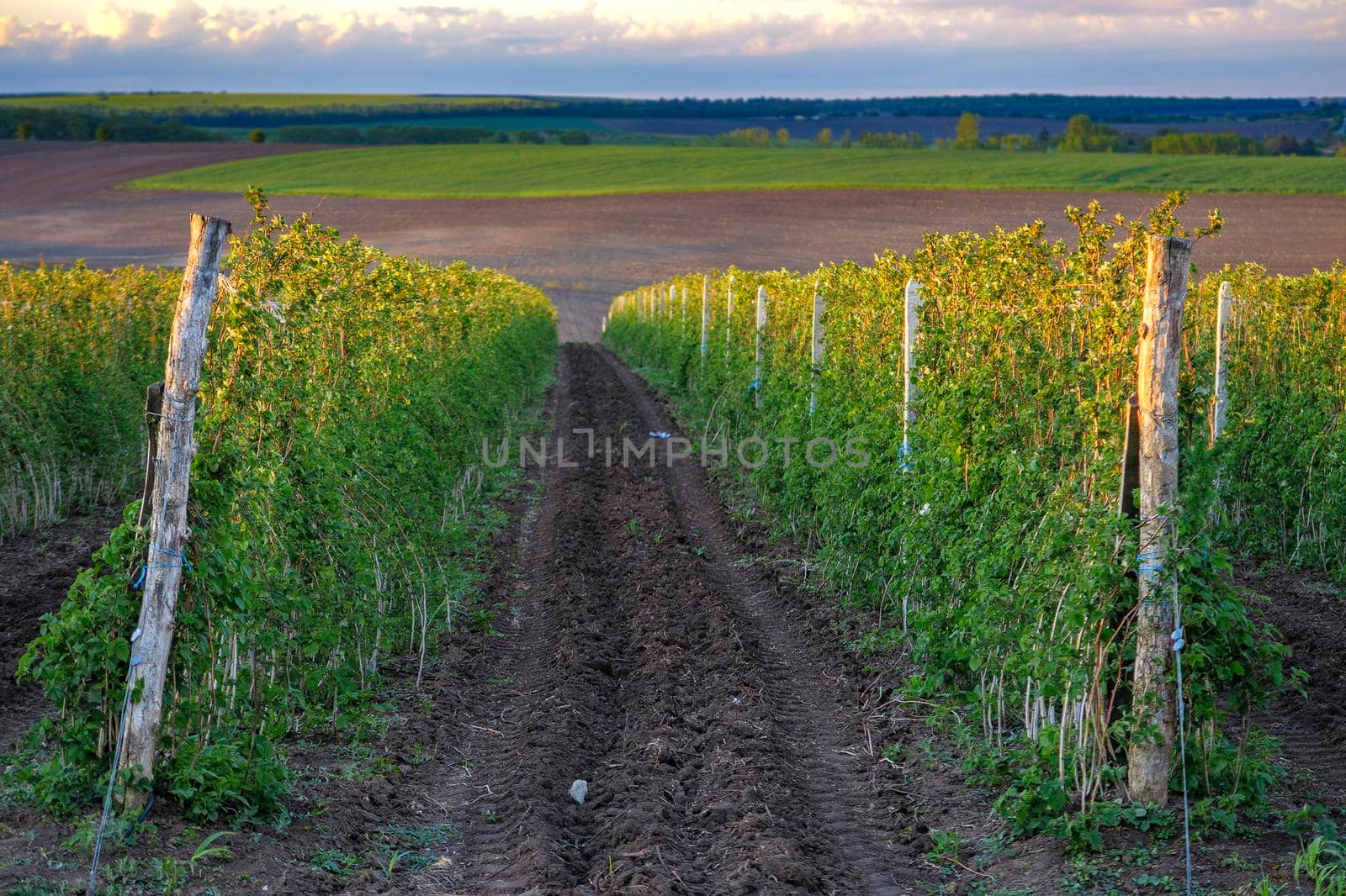 A Beautiful day view the rows of the autumn vineyard by EdVal