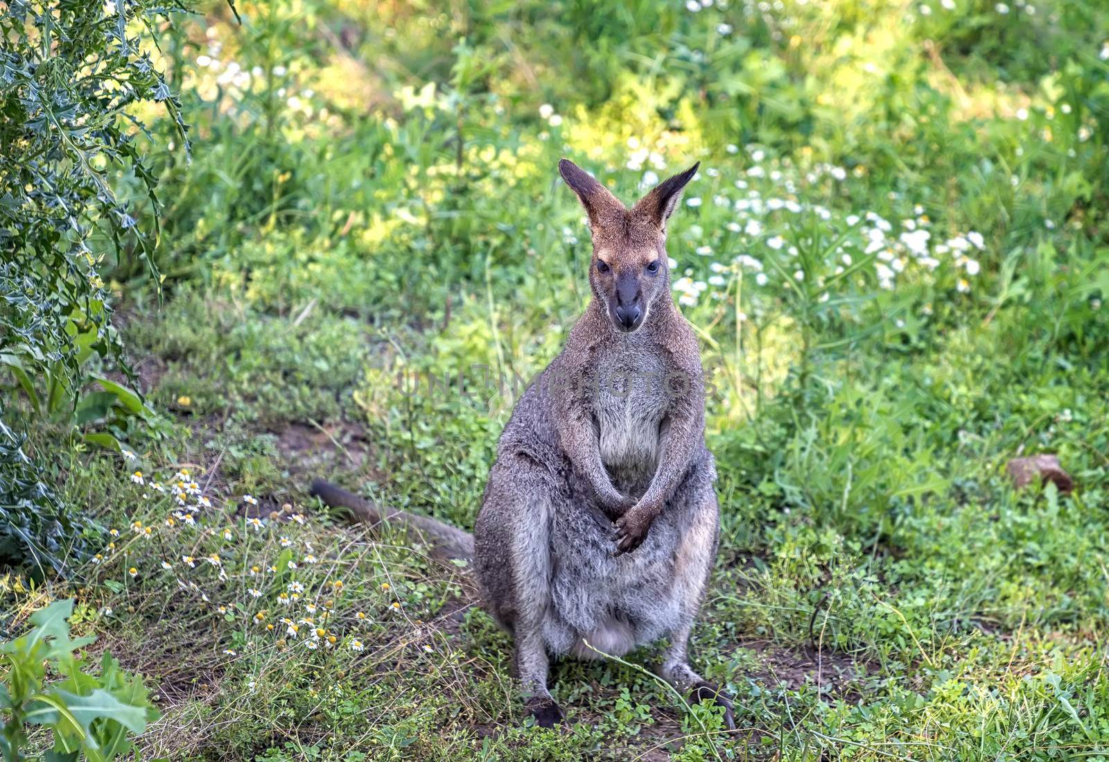 Portrait of small kangaroo in the meadow. by EdVal