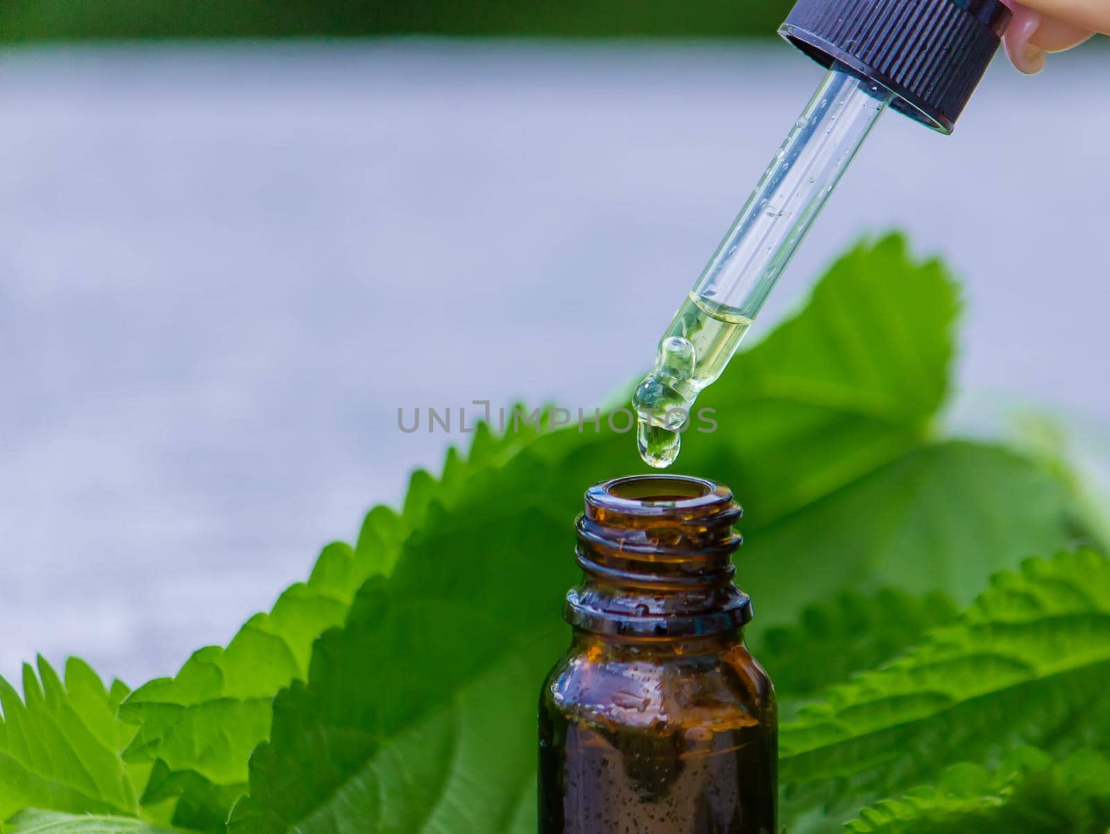tincture of nettle in a bottle and fresh leaves isolated with shadows on a light background, medicinal herb for overweight, diabetes and renal weakness, selected focus, shallow depth of field