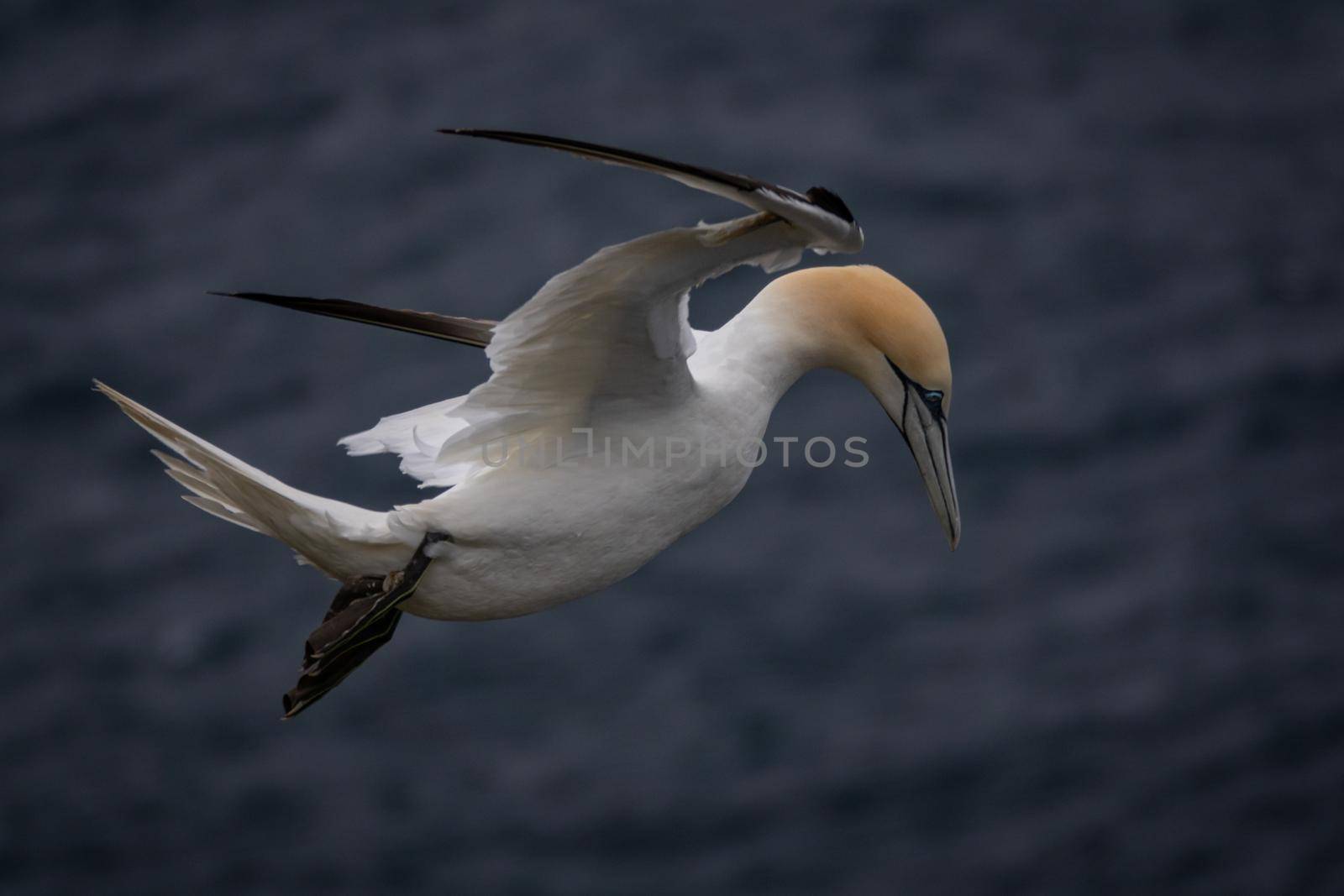 Spectacular profile view of Morus bassanus flying over the ocean