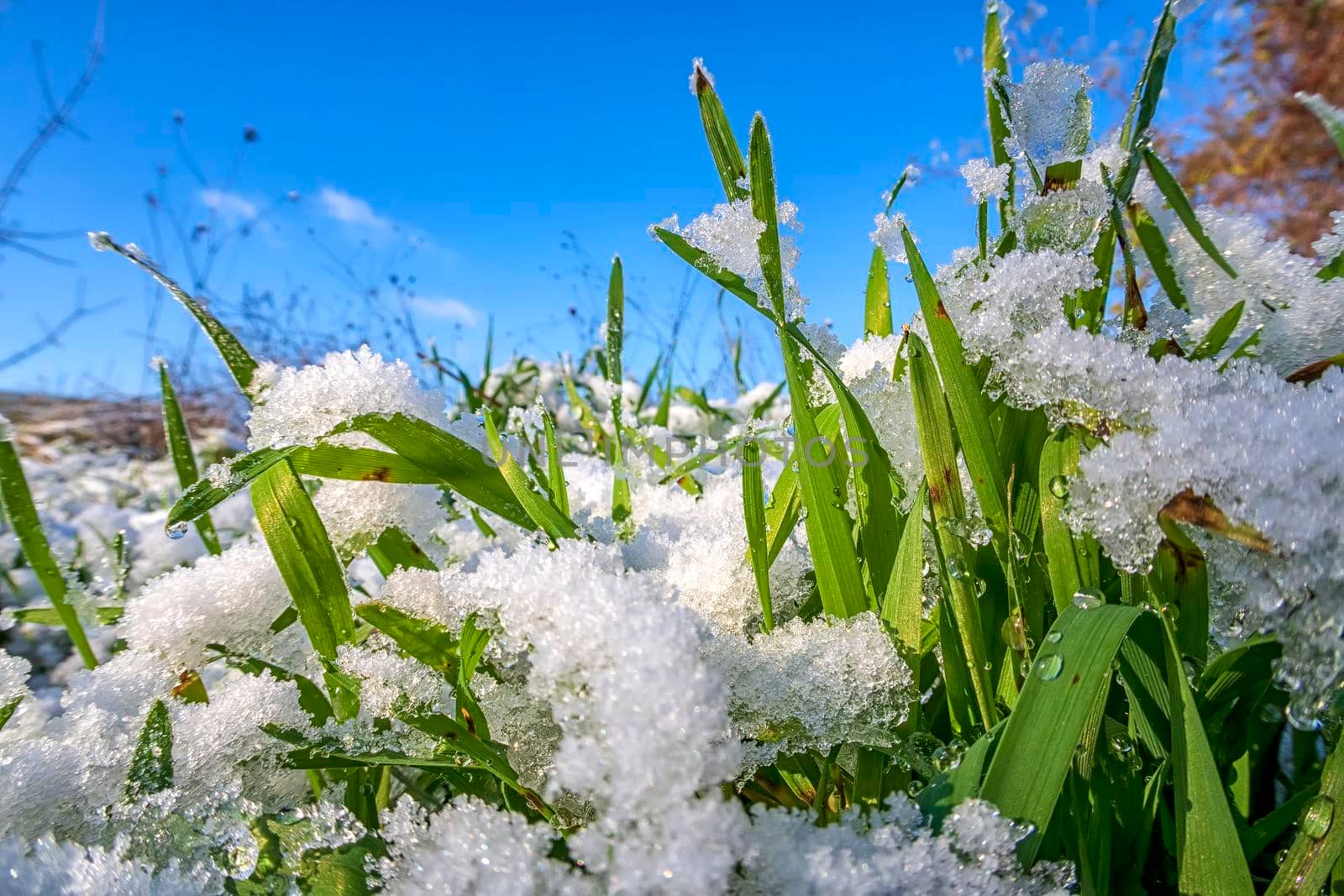 Snow-covered green grass. Green grass under the snow close up by EdVal