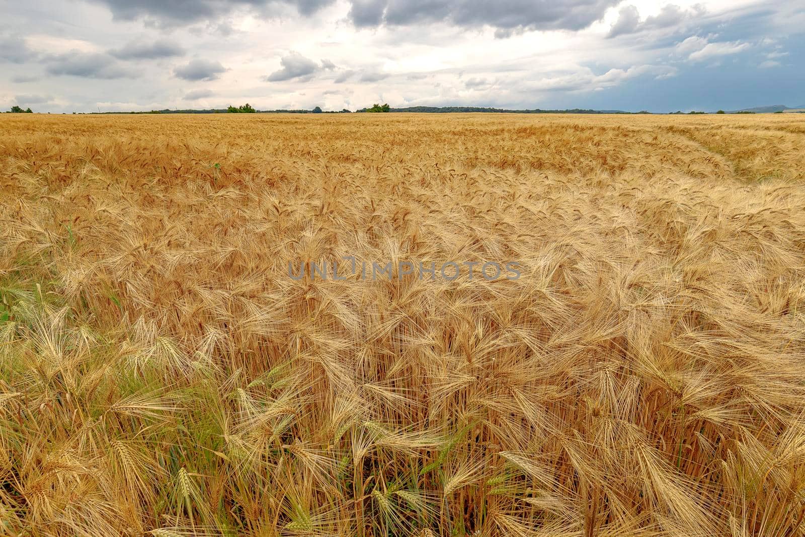 The vast landscape of ripe barley and cloudy sky by EdVal