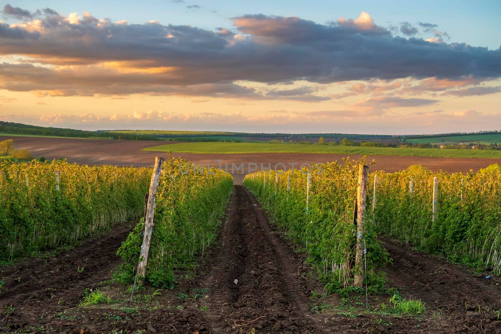 A Beautiful view the rows of the autumn vineyard at sunset by EdVal