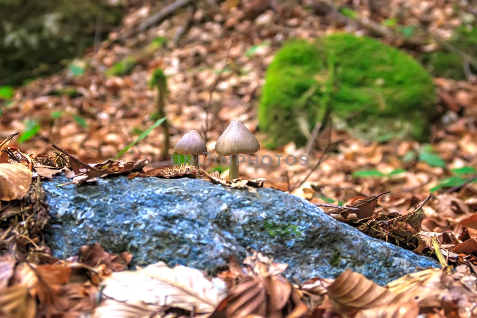 Two small mushrooms in the forest foliage. Blurred Background by EdVal