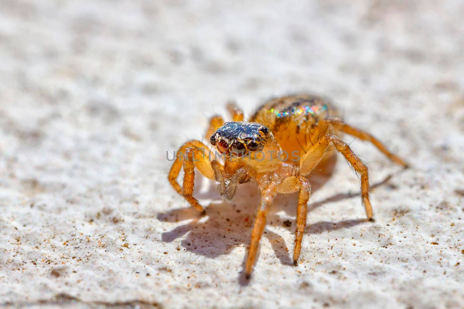 Macro image of a jumping spider. Close up a shot of animal and insect