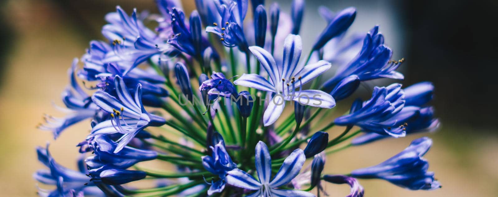 BANNER Real beauty nature photo background. Macro close up Agapanthus purple lilac inflorescence petal blue herb flower bloom blossom garden plant Study Botanic summer spring floral symbol tenderness