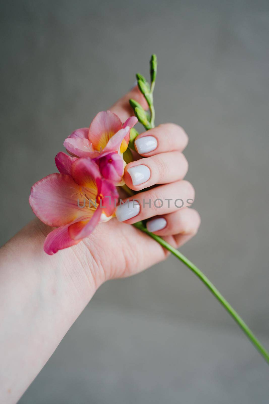 Delicate blue manicure. Pink freesia in his hand. A woman's hand with shellac. Vertical photo.