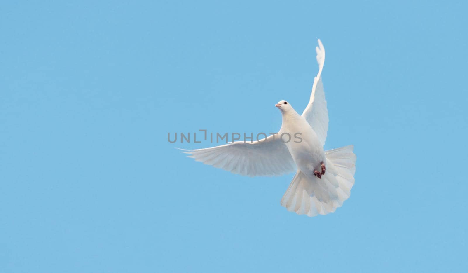 white dove of peace flies on the blue sky, sacred bird