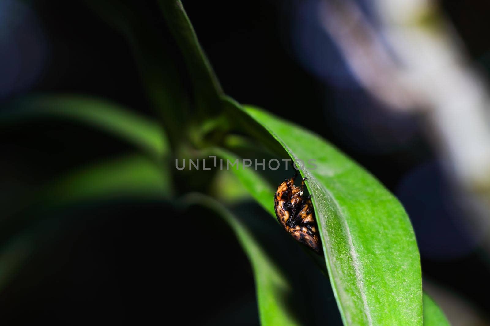 Marbled Fruit Chafer Beetle Peeking Around Leaf (Porphyronota maculatissima) by jjvanginkel