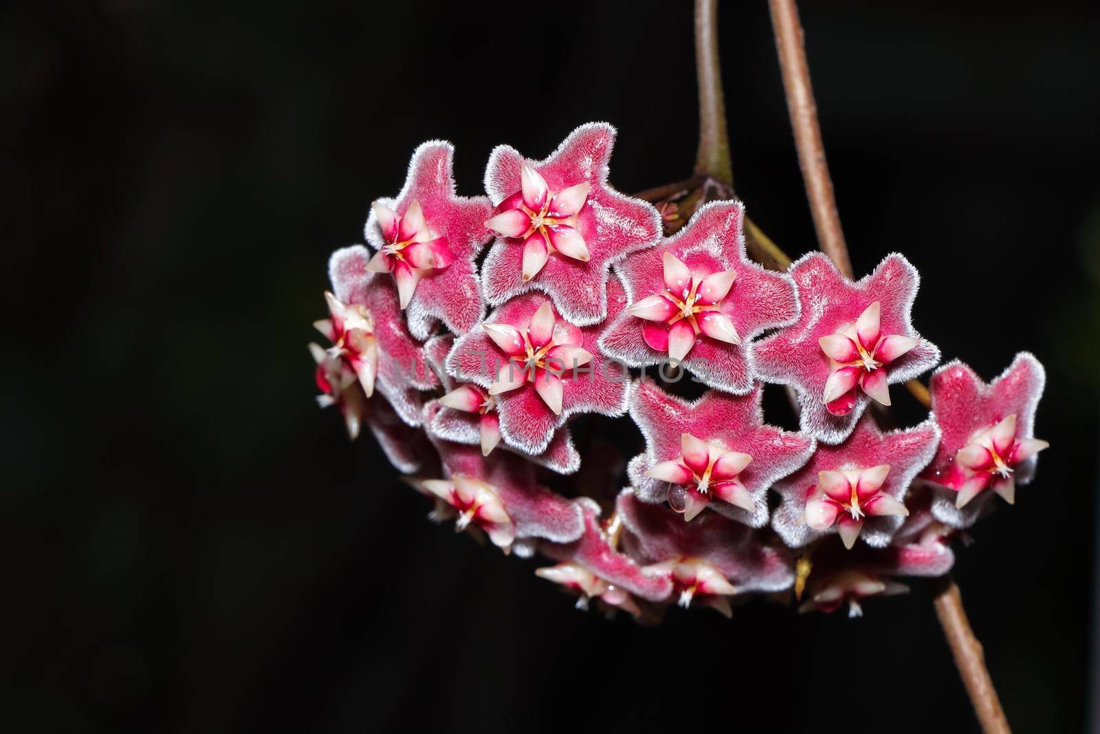 Vibrant pink wax plant flower cluster (Hoya wayetii) hanging from plant vine, South Africa