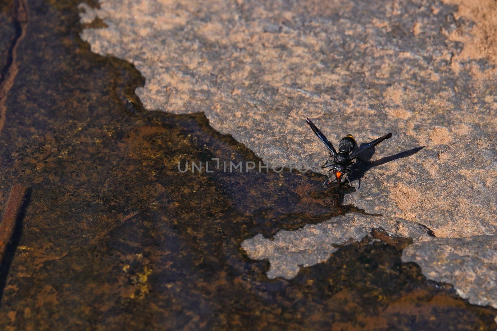 Orange tail potter wasp (Synagris analis) drinking water from iron ore surface, South Africa