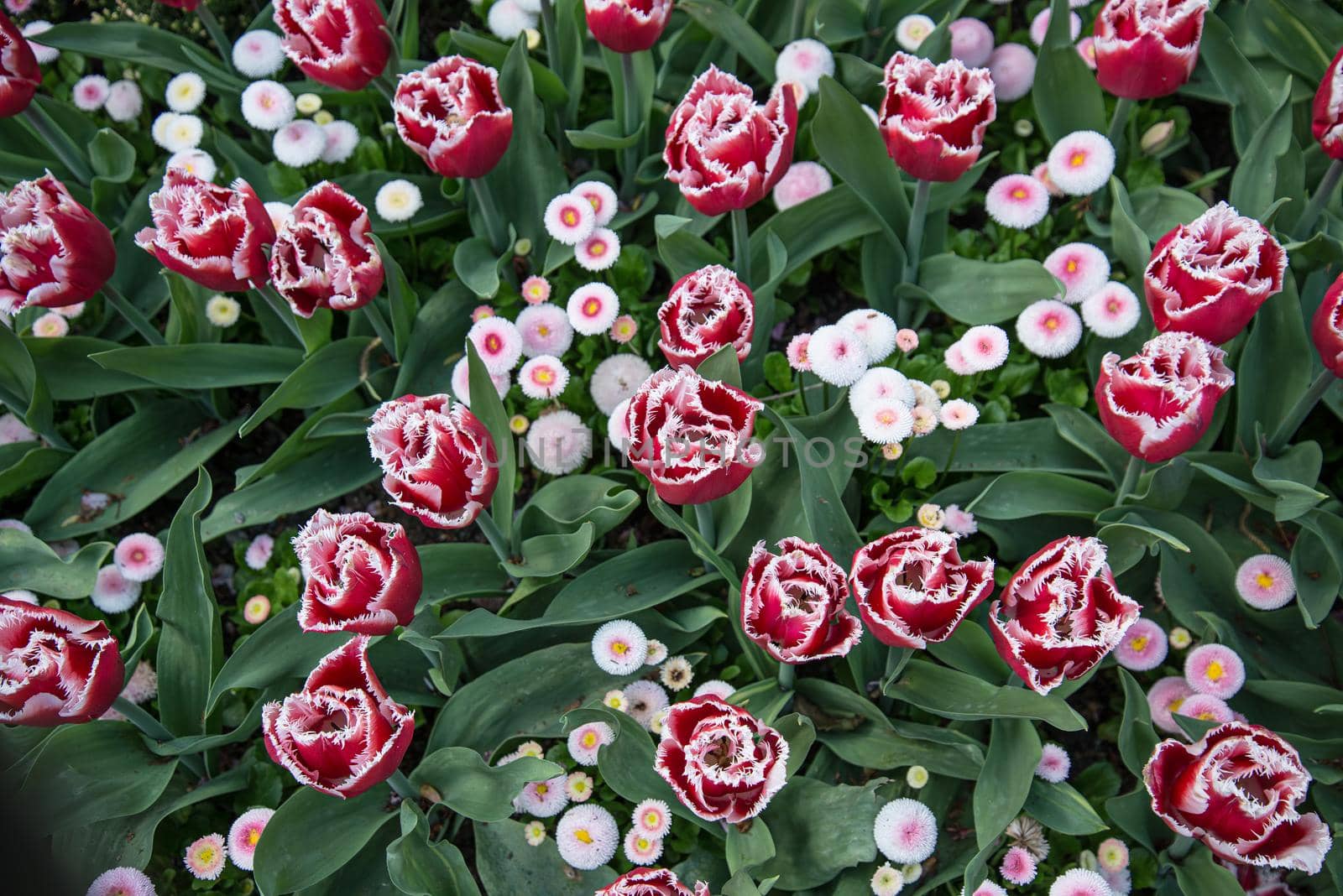 Blooming Pink and White spring tulips
